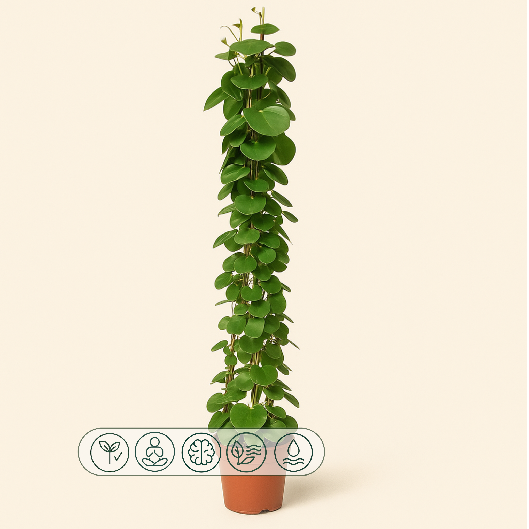 Cissus Rotundifolia Pyramide – Cissus rotundifolia - 160 cm - ø27 - Luna's Leaf Co. 