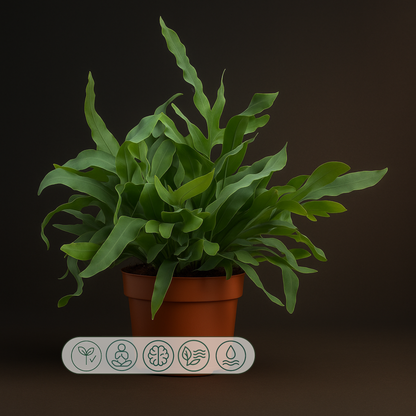 Premium Phlebodium Blue Star - 32 cm - Ø12cm - Luna's Leaf Co. 