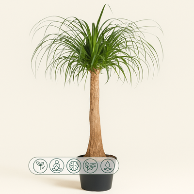 Elefantenfuß – Beaucarnea recurvata - 120 cm - ø32 - Luna's Leaf Co. 