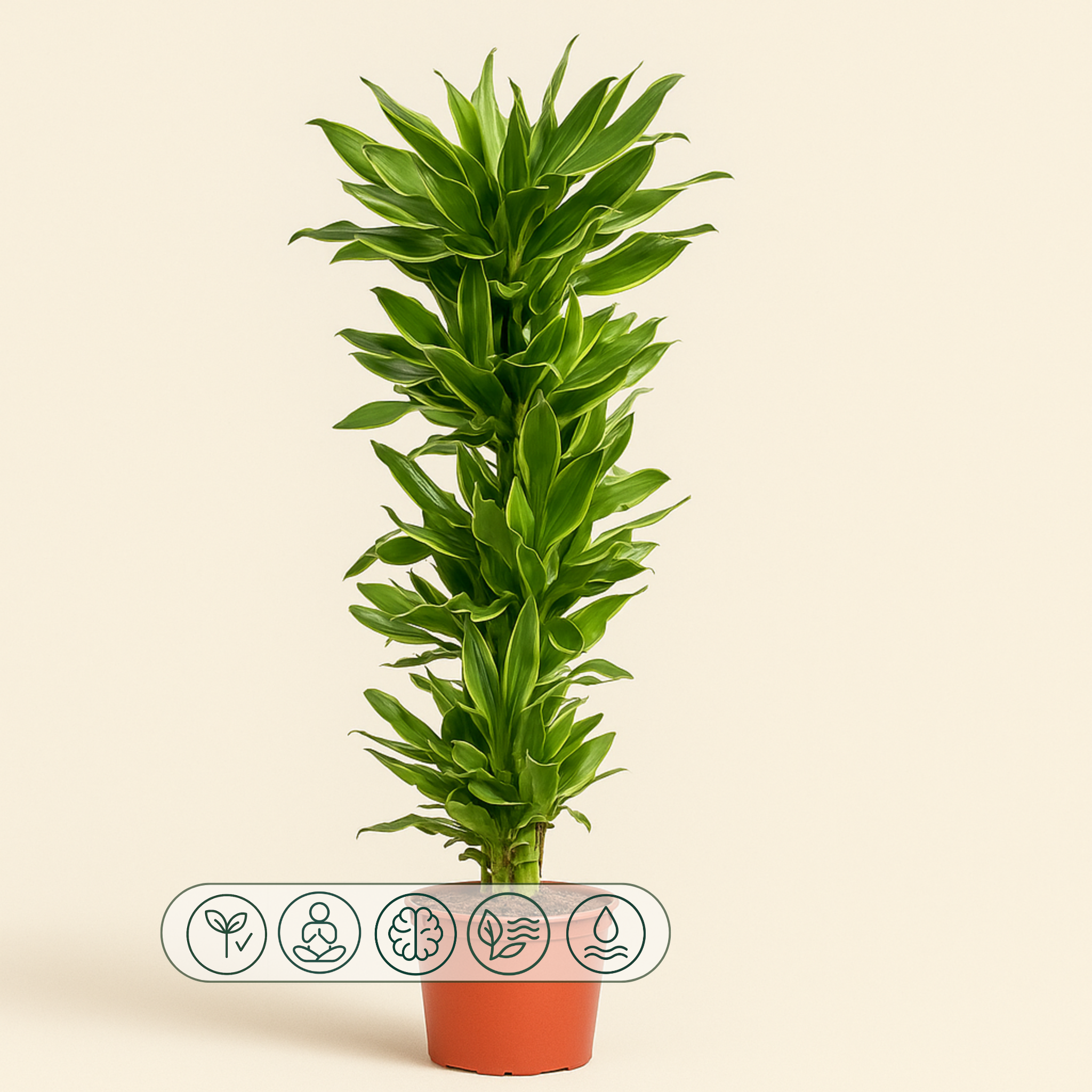 Drachenbaum Golden Coast – Dracaena fragrans 'Golden Coast' - 200 cm - ø34 - Luna's Leaf Co. 