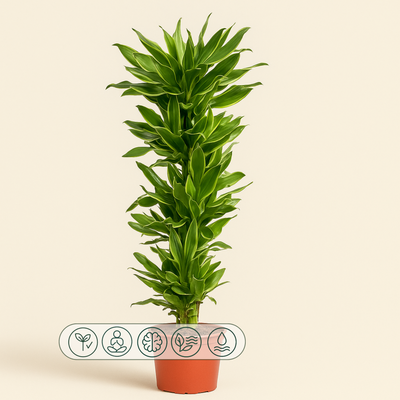 Drachenbaum Golden Coast – Dracaena fragrans 'Golden Coast' - 200 cm - ø34 - Luna's Leaf Co. 
