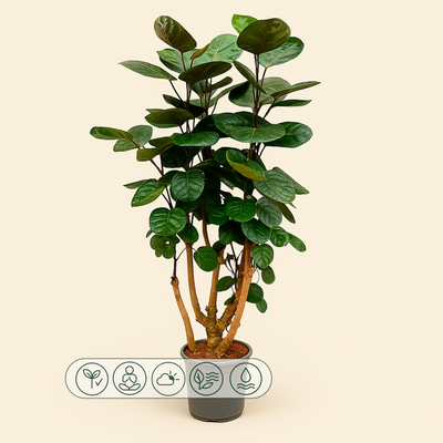 Polyscias Fabian – Polyscias scutellaria 'Fabian' - 130 cm - ø24 - Luna's Leaf Co. 