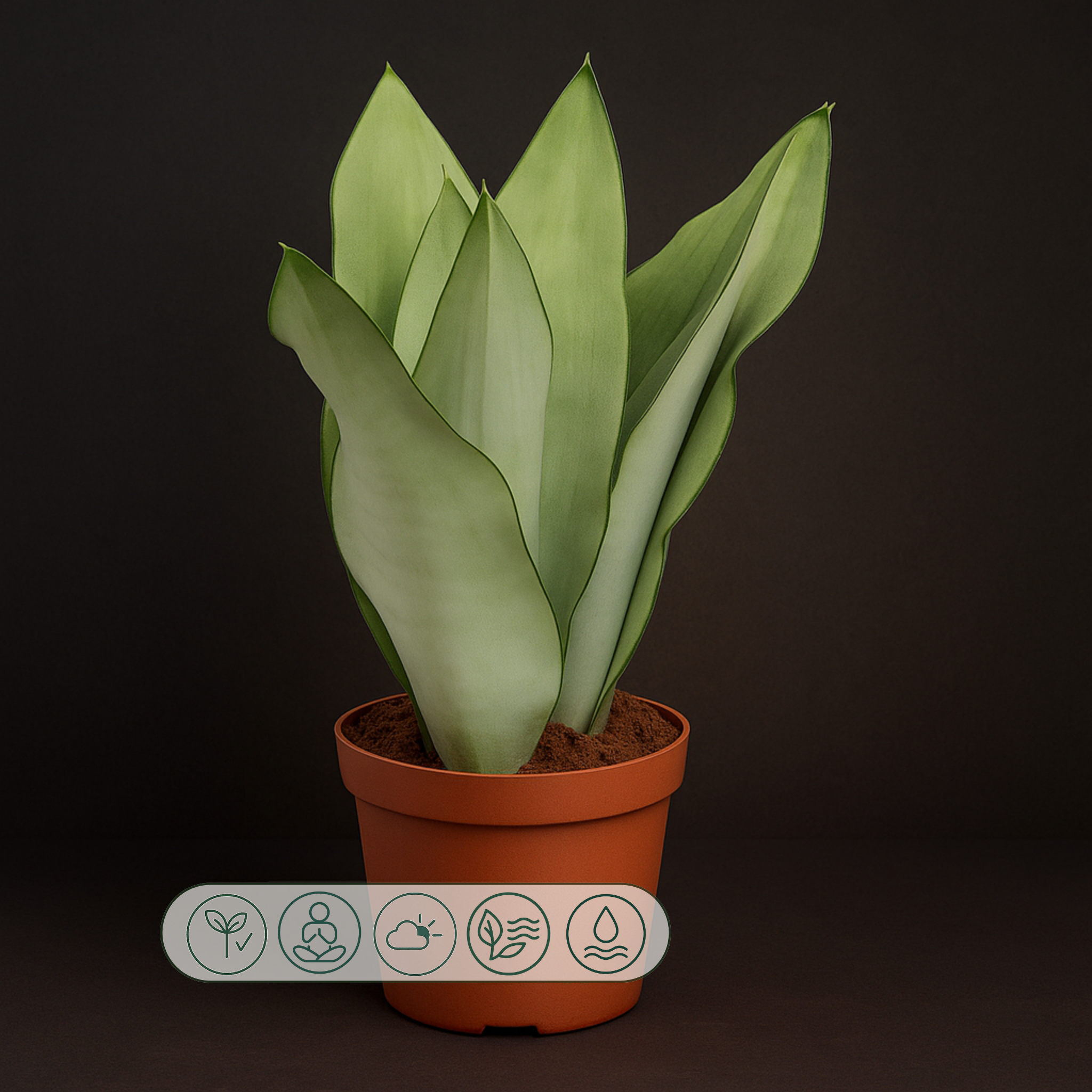 Premium Bogenhanf Moonshine – Sansevieria trifasciata 'Moonshine' - 40 cm - Ø14cm - Luna's Leaf Co. 