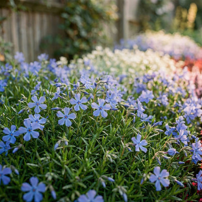 Staudenbeet Steingarten-Teppich - Pflanzenpaket für Sonne - 36 Pflanzen - Größe L