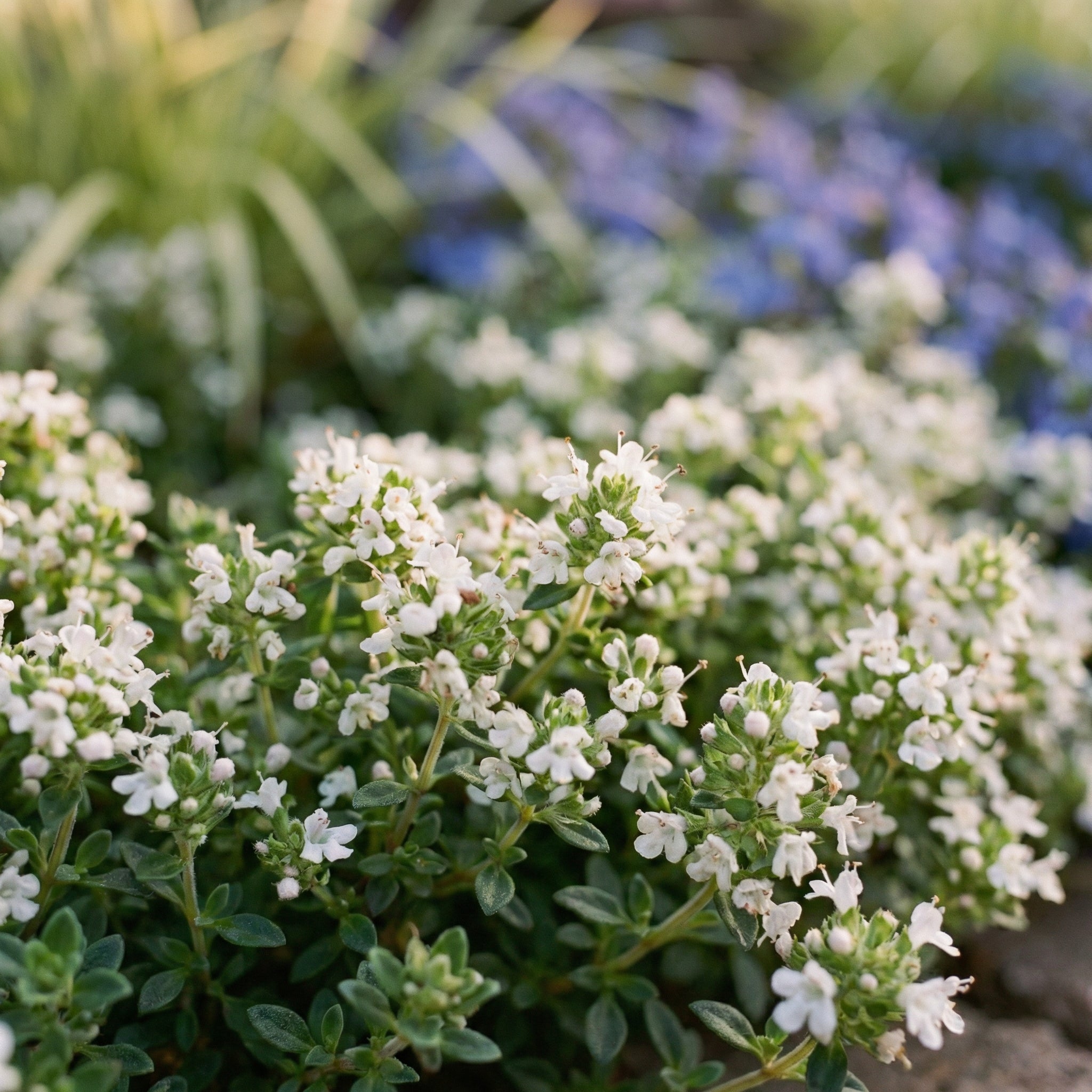 Staudenbeet Silver Dry Garden - Pflanzenpaket für Sonne - 36 Pflanzen - Größe L