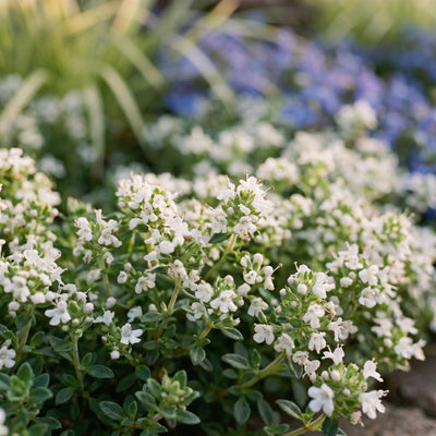 Staudenbeet Silver Dry Garden - Pflanzenpaket für Sonne - 36 Pflanzen - Größe L