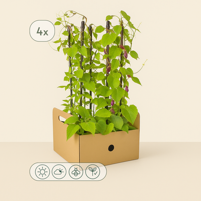 4x Mix aus Kletterpflanzen: Rhodochiton, Cobea, Lathyrus & Ipomoea - Luna's Leaf Co. 