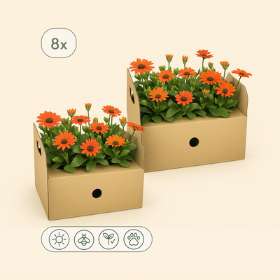 8x Kapmargerite 'Orange' – African Daisy – Osteospermum ecklonis 'Orange' - Luna's Leaf Co. 