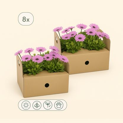 8x Kapmargerite 'Pink' – African Daisy – Osteospermum ecklonis 'Pink' - Luna's Leaf Co. 