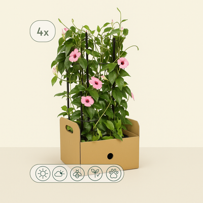 4x 'Sunny Susy Rose Sensation' – Black-eyed Susan Vine – Thunbergia alata - Luna's Leaf Co. 