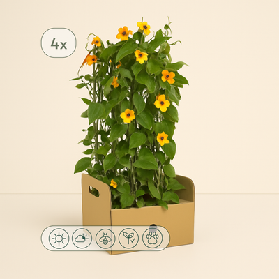 4x 'Sunny Susy New Orange' – Black-eyed Susan Vine – Thunbergia alata ' - Luna's Leaf Co. 