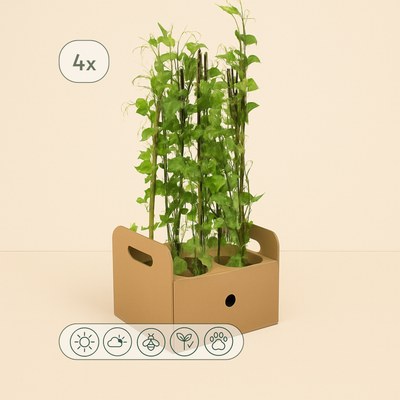 4x Sweet Pea – Lathyrus odoratus - Luna's Leaf Co. 