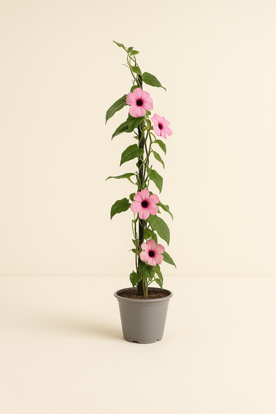 Black-eyed Susan Vine – Thunbergia alata - Luna's Leaf Co. 