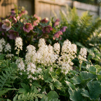 Staudenbeet Winterblüher Premium - Pflanzenpaket für Schatten - 36 Pflanzen - Größe L