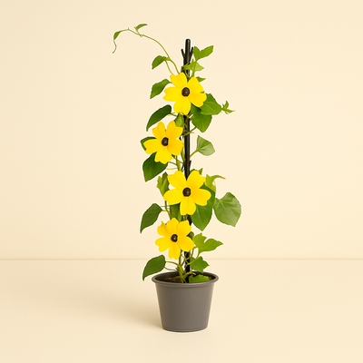 Sunny Susy 4 Pflanzen Mix – Black-eyed Susan Vine – Thunbergia alata Sunny Susy - Luna's Leaf Co. 