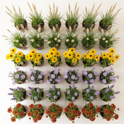 Pflanzenpaket Herbstglanz L mit 36 Stauden von oben