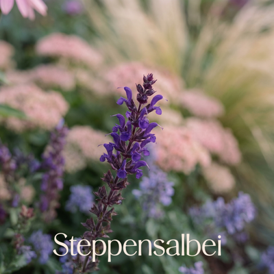 Staudenbeet Bienenbuffet - Pflanzenpaket für Sonne - 72 Pflanzen - Größe XL - Luna's Leaf Co. 
