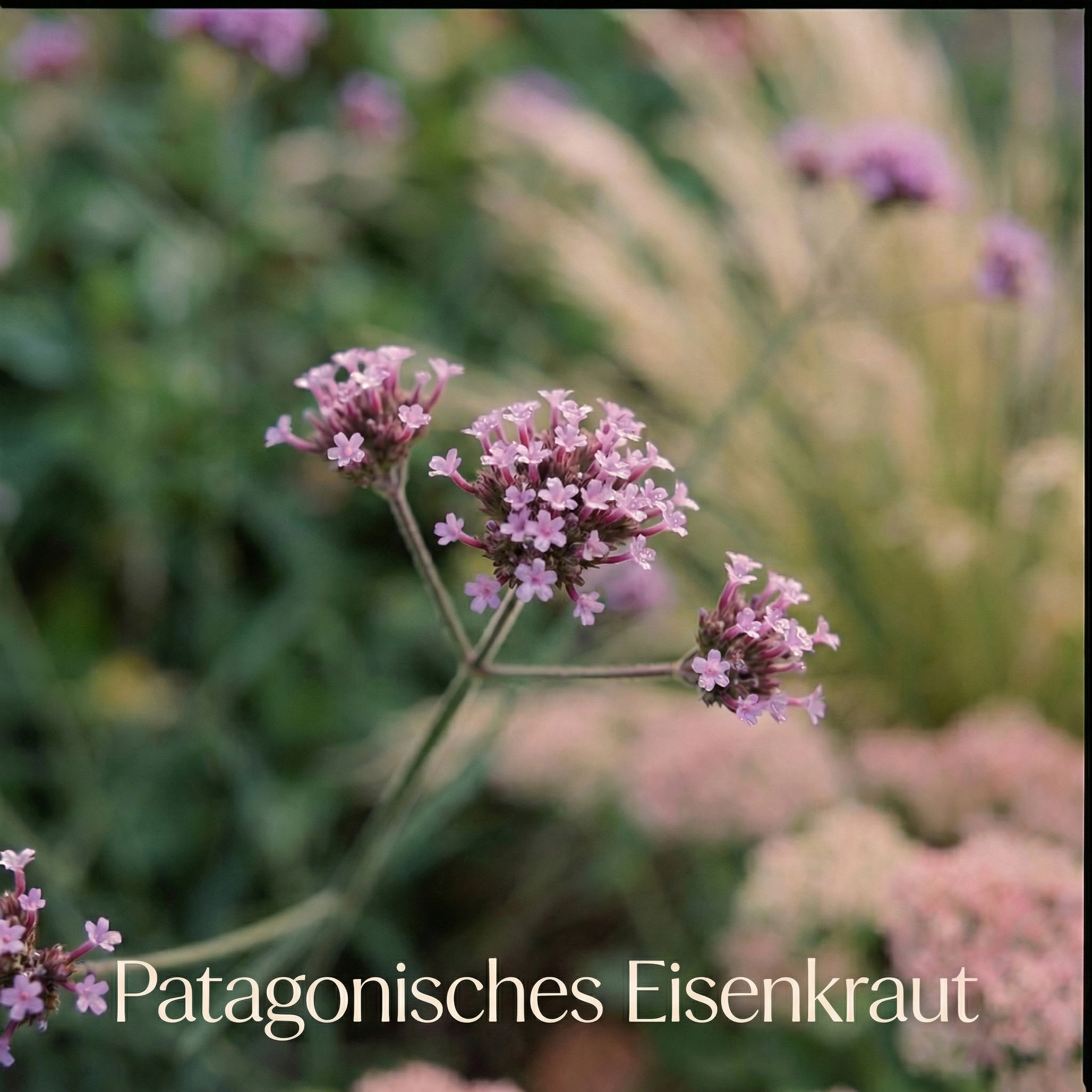 Staudenbeet Bienenbuffet - Pflanzenpaket für Sonne - 72 Pflanzen - Größe XL - Luna's Leaf Co. 