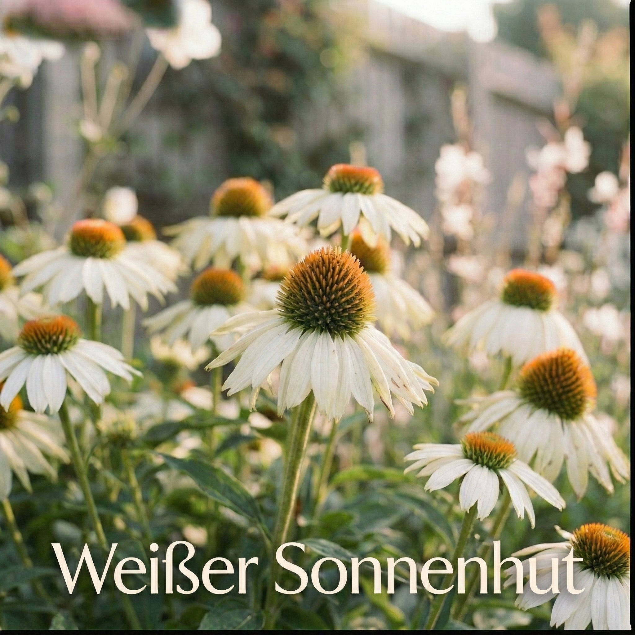 Staudenbeet White & Green - Pflanzenpaket für Sonne bis Halbschatten - 72 Pflanzen - Größe XL - Luna's Leaf Co. 