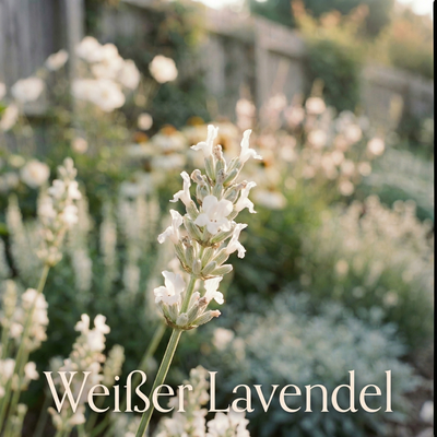 Staudenbeet White & Green - Pflanzenpaket für Sonne bis Halbschatten - 36 Pflanzen - Größe L - Luna's Leaf Co. 