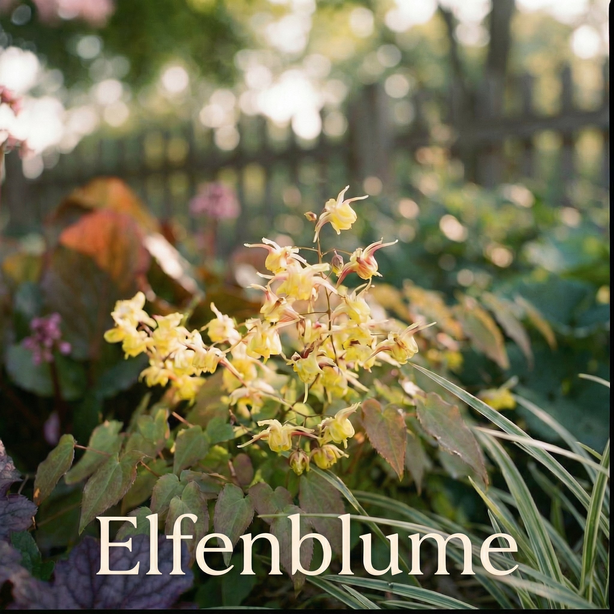 Staudenbeet Waldgarten - Pflanzenpaket für Schatten - 72 Pflanzen - Größe XL - Luna's Leaf Co. 
