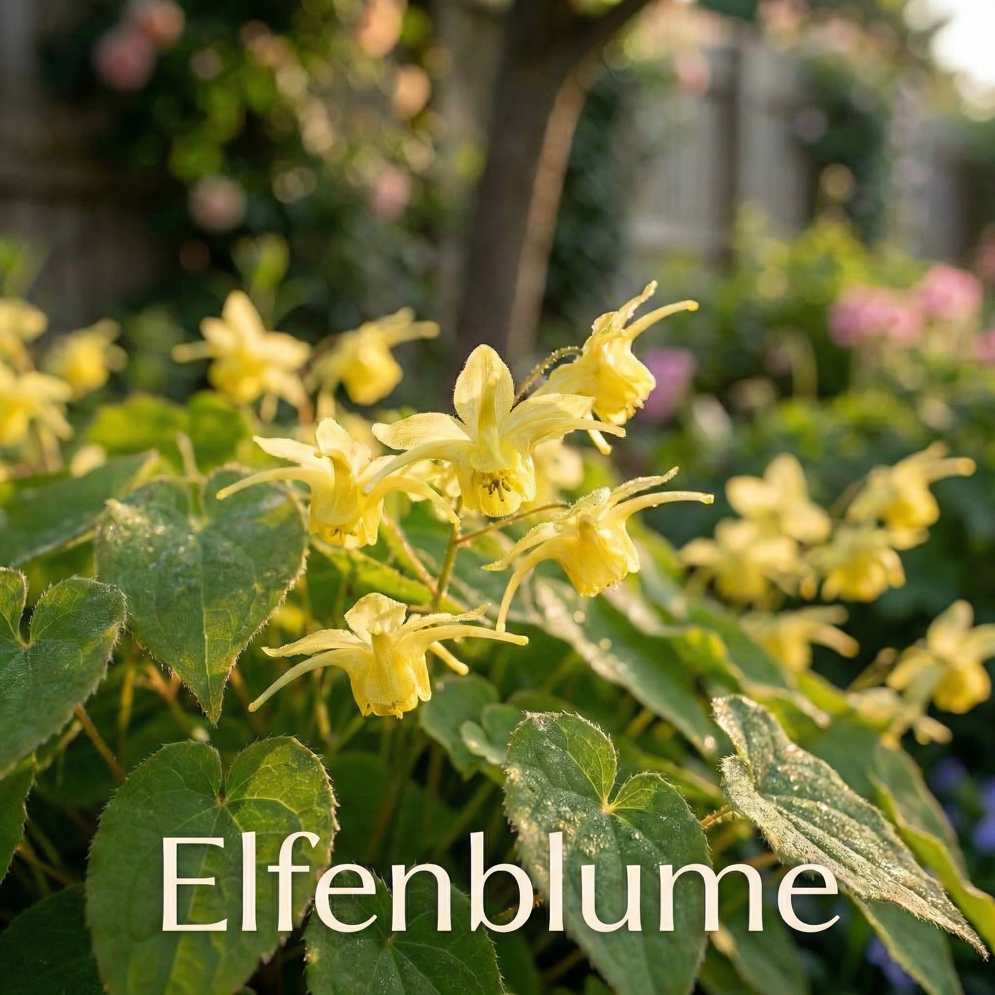 Staudenbeet Schatten-Held - Pflanzenpaket für Schatten - 36 Pflanzen - Größe L