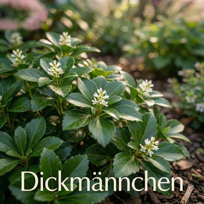 Staudenbeet Schatten-Held XL - Pflanzenpaket für Schatten - 72 Pflanzen - Größe XL