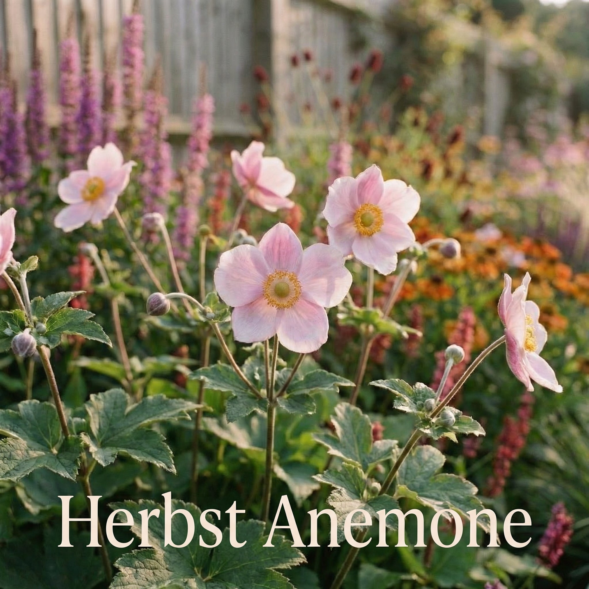 Staudenbeet Feuchtwiese - Pflanzenpaket für Sonne bis Halbschatten - 36 Pflanzen - Größe L