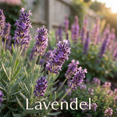 Staudenbeet Provence-Zauber - Pflanzenpaket für Sonne - 36 Pflanzen - Größe L