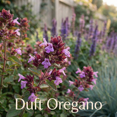 Staudenbeet Provence-Zauber XL - Pflanzenpaket für Sonne - 72 Pflanzen - Größe XL