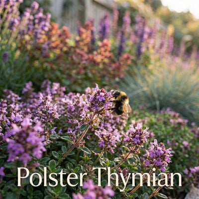 Staudenbeet Provence-Zauber XL - Pflanzenpaket für Sonne - 72 Pflanzen - Größe XL