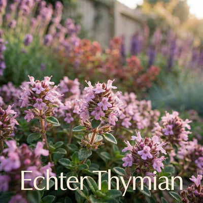 Staudenbeet Provence-Zauber XL - Pflanzenpaket für Sonne - 72 Pflanzen - Größe XL