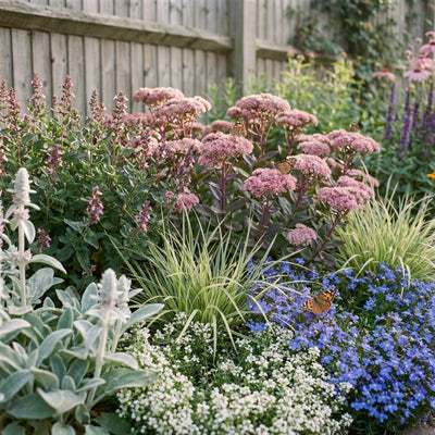 Staudenbeet Silver Dry Garden - Pflanzenpaket für Sonne - 36 Pflanzen - Größe L