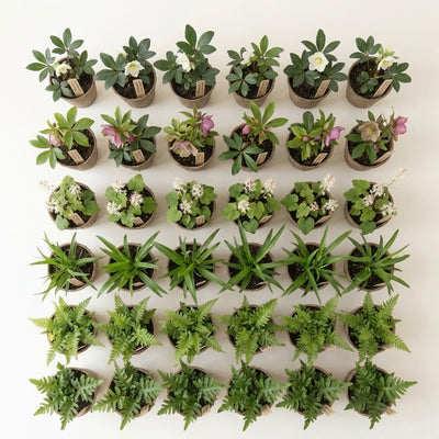 Staudenbeet Winterblüher Premium - Pflanzenpaket für Schatten - 36 Pflanzen - Größe L