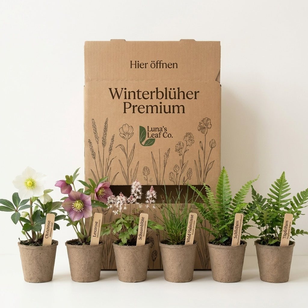 Staudenbeet Winterblüher Premium XL - Pflanzenpaket für Schatten - 72 Pflanzen - Größe XL