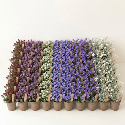 Staudenbeet Steingarten-Teppich XL - Pflanzenpaket für Sonne - 72 Pflanzen - Größe XL