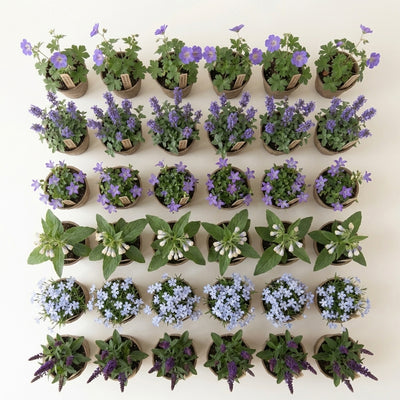 Staudenbeet Blaue Oase - Pflanzenpaket für Sonne bis Halbschatten - 36 Pflanzen - Größe L