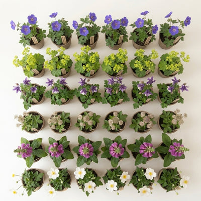 Staudenbeet Cottage-Traum - Pflanzenpaket für Halbschatten - 36 Pflanzen - Größe L - Luna's Leaf Co. 