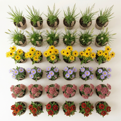 Staudenbeet Herbstglanz - Pflanzenpaket Spätblüher  - 36 Pflanzen - Größe L - Luna's Leaf Co. 