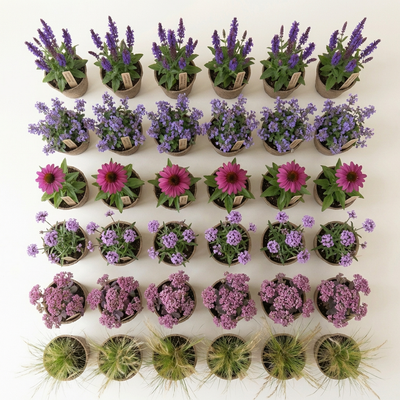 Staudenbeet Bienenbuffet - Pflanzenpaket für Sonne - 36 Pflanzen - Größe L - Luna's Leaf Co. 