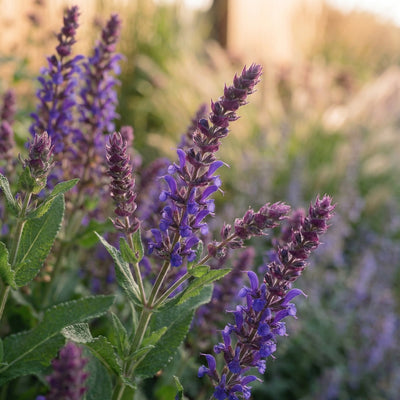 Staudenbeet Streifenbeet Pflegeleicht - Pflanzenpaket für Sonne bis Halbschatten - 36 Pflanzen - Größe L