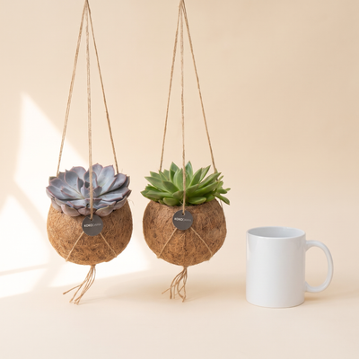 Kokodama Echeveria hängend 2er-Set Firmengeschenk: Größenvergleich mit einer Kaffeetasse