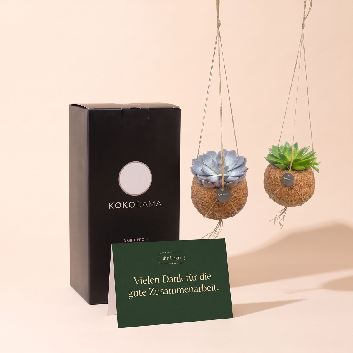 Kokodama Echeveria hängend 2er-Set Firmengeschenk: Heroansicht mit Geschenkbox und Grußkarte