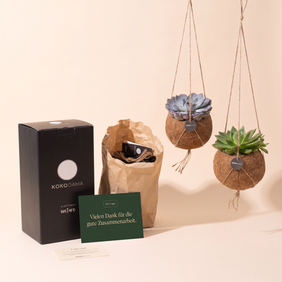 Kokodama Echeveria hängend 2er-Set Firmengeschenk: Lieferumfang mit Geschenkbox, Grußkarte und Pflegekarte