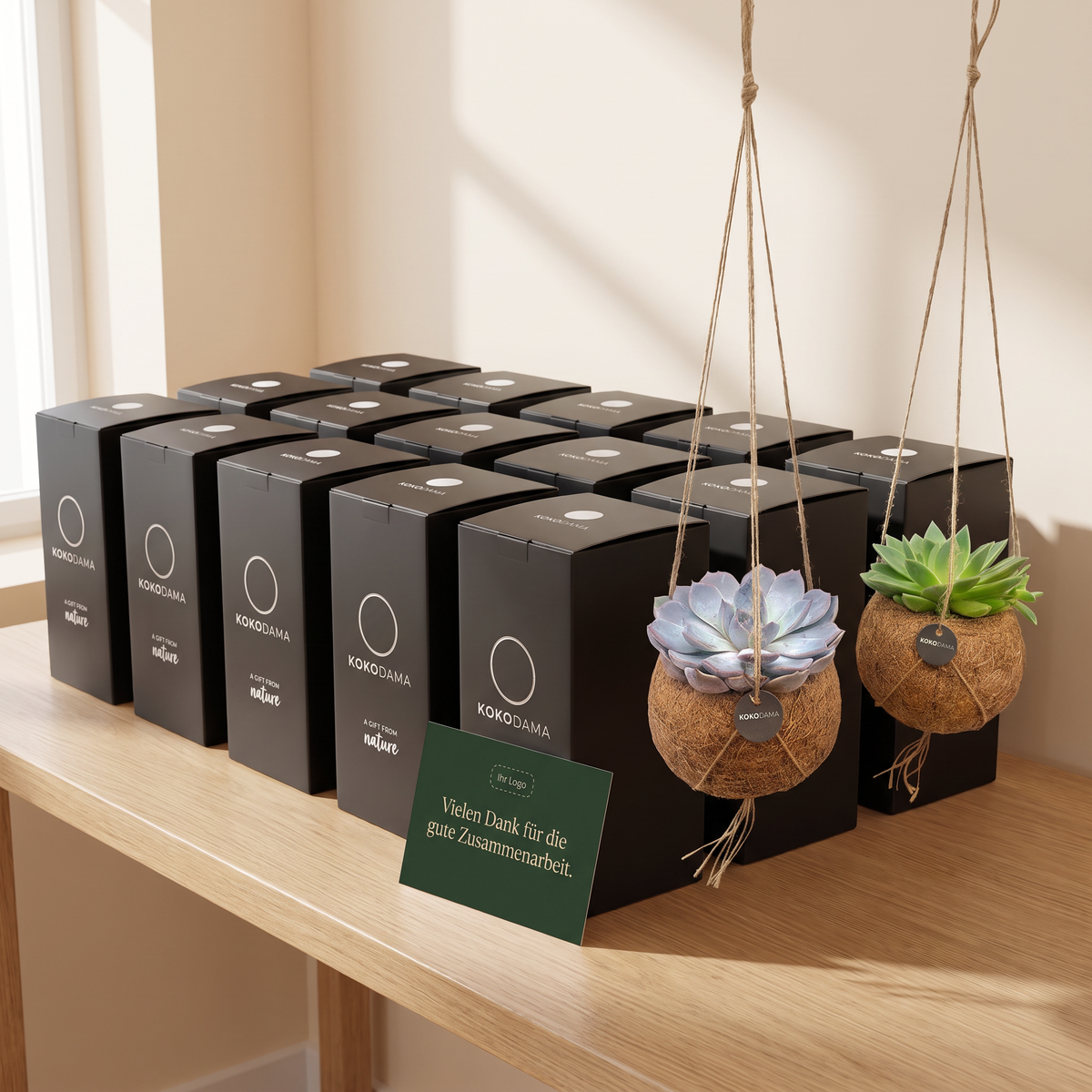Kokodama Echeveria hängend 2er-Set Firmengeschenk: Größere Firmenbestellung mit Geschenkboxen