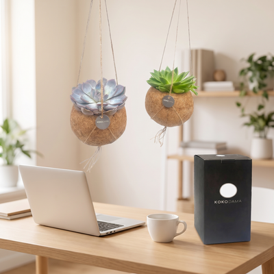 Kokodama Echeveria hängend 2er-Set Firmengeschenk: Firmengeschenk in einem modernen Büro