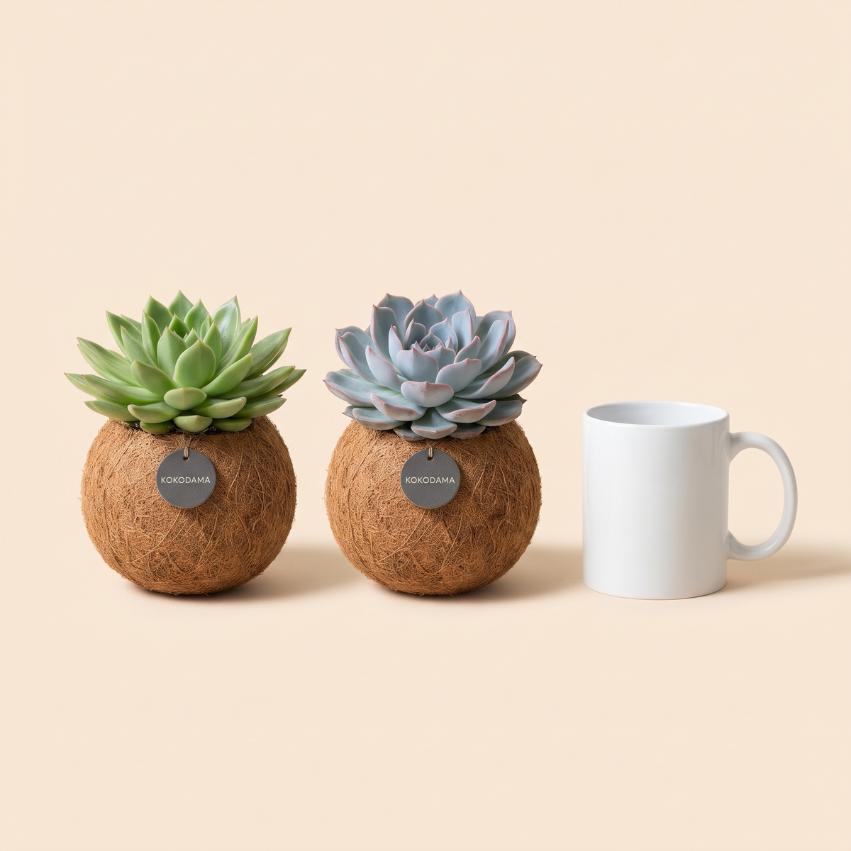 Kokodama Echeveria stehend 2er-Set Firmengeschenk: Größenvergleich mit einer Kaffeetasse