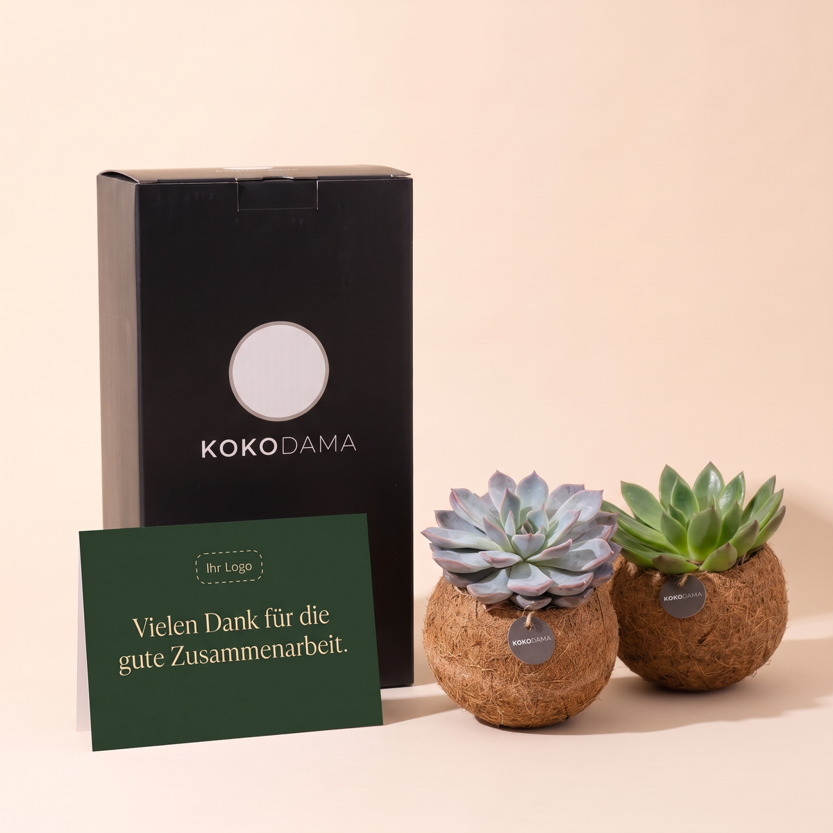 Kokodama Echeveria stehend 2er-Set Firmengeschenk: Heroansicht mit Geschenkbox und Grußkarte