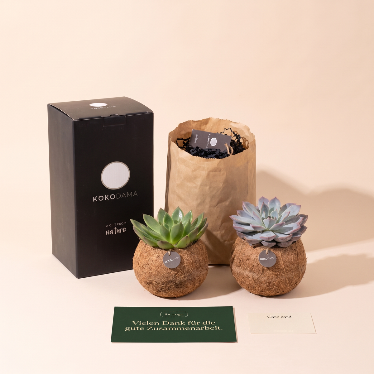 Kokodama Echeveria stehend 2er-Set Firmengeschenk: Lieferumfang mit Geschenkbox, Grußkarte und Pflegekarte