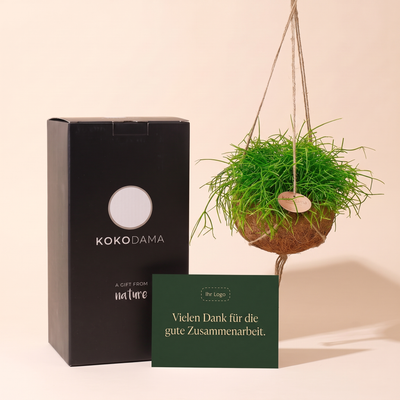 Kokodama Rhipsalis hängend Firmengeschenk: Heroansicht mit Geschenkbox und Grußkarte